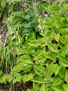 Salvia glutinosa (Lamiaceae)  - Sauge glutineuse, Ormin gluant - Sticky Clary Savoie [France] 14/07/2020 - 1060m