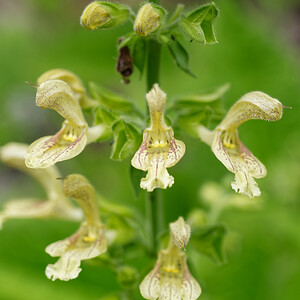 Salvia glutinosa (Lamiaceae)  - Sauge glutineuse, Ormin gluant - Sticky Clary Savoie [France] 14/07/2020 - 1060m