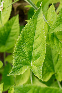 Salvia glutinosa (Lamiaceae)  - Sauge glutineuse, Ormin gluant - Sticky Clary Savoie [France] 14/07/2020 - 1060m