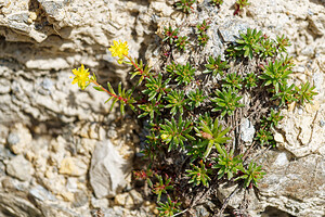 Saxifraga aizoides (Saxifragaceae)  - Saxifrage faux aizoon, Saxifrage cilié, Faux aizoon - Yellow Saxifrage Savoie [France] 21/07/2020 - 2210m