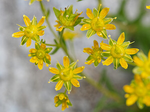 Saxifraga aizoides (Saxifragaceae)  - Saxifrage faux aizoon, Saxifrage cilié, Faux aizoon - Yellow Saxifrage Savoie [France] 22/07/2020 - 1850m