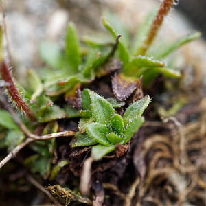 Saxifraga androsacea (Saxifragaceae)  - Saxifrage androsace, Saxifrage fausse androsace Savoie [France] 15/07/2020 - 2740m