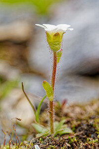 Saxifraga androsacea (Saxifragaceae)  - Saxifrage androsace, Saxifrage fausse androsace Savoie [France] 15/07/2020 - 2760m