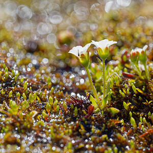 Saxifraga androsacea (Saxifragaceae)  - Saxifrage androsace, Saxifrage fausse androsace Savoie [France] 19/07/2020 - 2780m