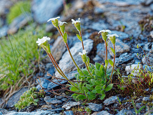 Saxifraga androsacea (Saxifragaceae)  - Saxifrage androsace, Saxifrage fausse androsace Savoie [France] 19/07/2020 - 2780m