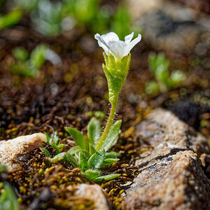 Saxifraga androsacea (Saxifragaceae)  - Saxifrage androsace, Saxifrage fausse androsace Hautes-Alpes [France] 25/07/2020 - 2660m