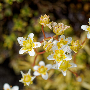 Saxifraga aspera (Saxifragaceae)  - Saxifrage rude Savoie [France] 17/07/2020 - 2150m