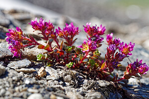 Saxifraga biflora (Saxifragaceae)  - Saxifrage à deux fleurs, Saxifrage à fleurs par deux Savoie [France] 19/07/2020 - 2800m