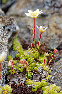 Saxifraga bryoides (Saxifragaceae)  - Saxifrage faux bryum, Saxifrage d'Auvergne Savoie [France] 15/07/2020 - 2780m