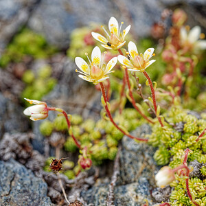 Saxifraga bryoides (Saxifragaceae)  - Saxifrage faux bryum, Saxifrage d'Auvergne Savoie [France] 15/07/2020 - 2780m