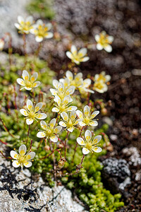 Saxifraga bryoides (Saxifragaceae)  - Saxifrage faux bryum, Saxifrage d'Auvergne Savoie [France] 17/07/2020 - 2320m