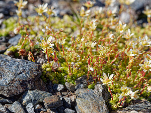 Saxifraga bryoides (Saxifragaceae)  - Saxifrage faux bryum, Saxifrage d'Auvergne Savoie [France] 19/07/2020 - 2780m