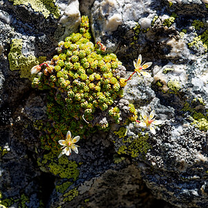 Saxifraga bryoides (Saxifragaceae)  - Saxifrage faux bryum, Saxifrage d'Auvergne Hautes-Alpes [France] 25/07/2020 - 2660m