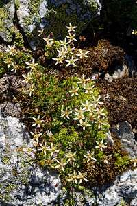 Saxifraga bryoides (Saxifragaceae)  - Saxifrage faux bryum, Saxifrage d'Auvergne Hautes-Alpes [France] 25/07/2020 - 2620m