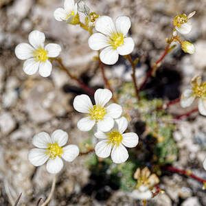 Saxifraga caesia (Saxifragaceae)  - Saxifrage glauque, Saxifrage bleue, Saxifrage bleuâtre Savoie [France] 23/07/2020 - 2540m