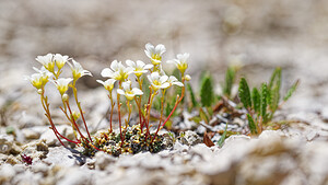 Saxifraga caesia (Saxifragaceae)  - Saxifrage glauque, Saxifrage bleue, Saxifrage bleuâtre Savoie [France] 23/07/2020 - 2540m