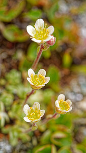 Saxifraga exarata (Saxifragaceae)  - Saxifrage sillonnée, Saxifrage faux orpin Savoie [France] 15/07/2020 - 2740m