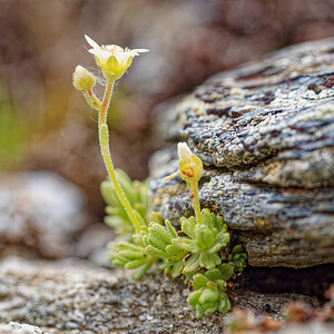 Saxifraga exarata (Saxifragaceae)  - Saxifrage sillonnée, Saxifrage faux orpin Savoie [France] 15/07/2020 - 2740m