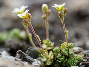 Saxifraga exarata (Saxifragaceae)  - Saxifrage sillonnée, Saxifrage faux orpin Savoie [France] 15/07/2020 - 2740m