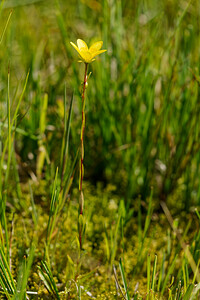 Saxifraga hirculus (Saxifragaceae)  - Saxifrage oeil-de-bouc, Saxifrage dorée - Marsh Saxifrage District du Jura-Nord vaudois [Suisse] 27/07/2020 - 1330m