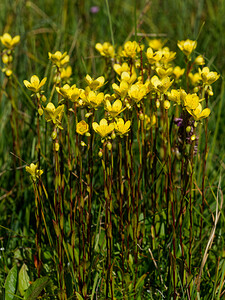 Saxifraga hirculus (Saxifragaceae)  - Saxifrage oeil-de-bouc, Saxifrage dorée - Marsh Saxifrage District du Jura-Nord vaudois [Suisse] 27/07/2020 - 1330m