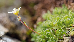 Saxifraga moschata (Saxifragaceae)  - Saxifrage musquée Savoie [France] 15/07/2020 - 2500m