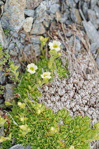 Saxifraga muscoides (Saxifragaceae)  - Saxifrage fausse mousse Savoie [France] 15/07/2020 - 2800m