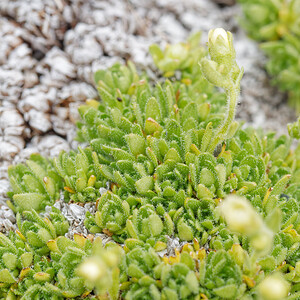 Saxifraga muscoides (Saxifragaceae)  - Saxifrage fausse mousse Savoie [France] 15/07/2020 - 2800m