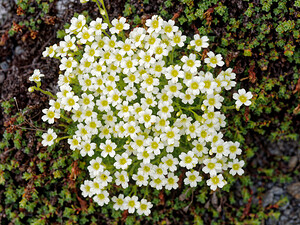 Saxifraga muscoides (Saxifragaceae)  - Saxifrage fausse mousse Savoie [France] 15/07/2020 - 2790m