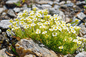 Saxifraga muscoides (Saxifragaceae)  - Saxifrage fausse mousse Savoie [France] 19/07/2020 - 2760m