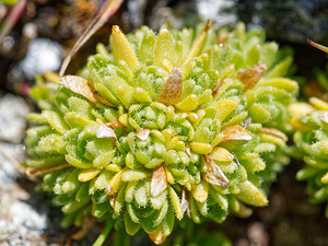 Saxifraga muscoides (Saxifragaceae)  - Saxifrage fausse mousse Savoie [France] 19/07/2020 - 2760m