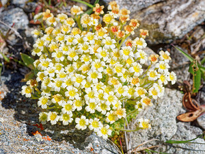 Saxifraga muscoides (Saxifragaceae)  - Saxifrage fausse mousse Savoie [France] 19/07/2020 - 2760m