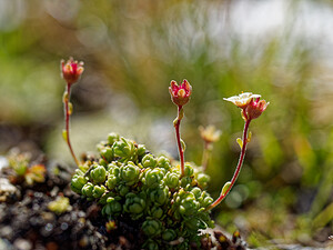 Saxifraga muscoides (Saxifragaceae)  - Saxifrage fausse mousse Savoie [France] 23/07/2020 - 2740m