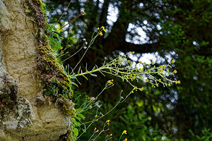 Saxifraga mutata (Saxifragaceae)  - Saxifrage variable Isere [France] 12/07/2020 - 1200m