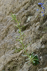 Saxifraga mutata (Saxifragaceae)  - Saxifrage variable Isere [France] 12/07/2020 - 1210m