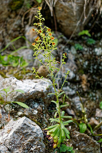 Saxifraga mutata (Saxifragaceae)  - Saxifrage variable Isere [France] 12/07/2020 - 980m