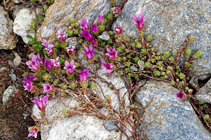 Saxifraga oppositifolia (Saxifragaceae)  - Saxifrage à feuilles opposées, Saxifrage glanduleuse - Purple Saxifrage Savoie [France] 15/07/2020 - 2760m