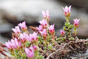 Saxifraga oppositifolia (Saxifragaceae)  - Saxifrage à feuilles opposées, Saxifrage glanduleuse - Purple Saxifrage Savoie [France] 15/07/2020 - 2780m