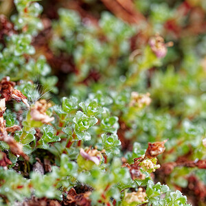 Saxifraga oppositifolia (Saxifragaceae)  - Saxifrage à feuilles opposées, Saxifrage glanduleuse - Purple Saxifrage Savoie [France] 17/07/2020 - 2320m