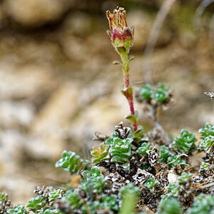 Saxifraga oppositifolia (Saxifragaceae)  - Saxifrage à feuilles opposées, Saxifrage glanduleuse - Purple Saxifrage Savoie [France] 21/07/2020 - 2210m