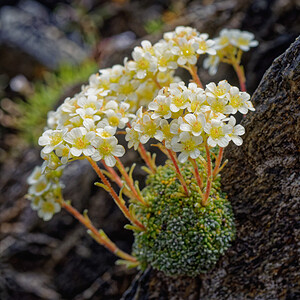 Saxifraga valdensis (Saxifragaceae)  - Saxifrage du Pays de Vaud Savoie [France] 21/07/2020 - 2190m