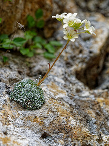 Saxifraga valdensis (Saxifragaceae)  - Saxifrage du Pays de Vaud Savoie [France] 21/07/2020 - 2210m