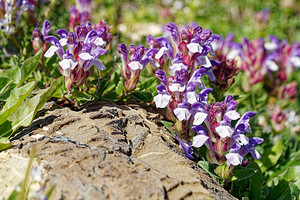 Scutellaria alpina (Lamiaceae)  - Scutellaire alpine, Scutellaire des Alpes Hautes-Alpes [France] 25/07/2020 - 2530m
