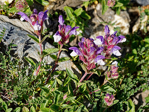 Scutellaria alpina (Lamiaceae)  - Scutellaire alpine, Scutellaire des Alpes Hautes-Alpes [France] 25/07/2020 - 2530m