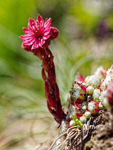 Sempervivum arachnoideum (Crassulaceae)  - Joubarbe toile-d'araignée - Cobweb House-leek Savoie [France] 17/07/2020 - 2170m