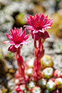 Sempervivum arachnoideum (Crassulaceae)  - Joubarbe toile-d'araignée - Cobweb House-leek Savoie [France] 23/07/2020 - 2320m