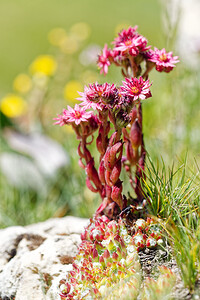 Sempervivum arachnoideum (Crassulaceae)  - Joubarbe toile-d'araignée - Cobweb House-leek Savoie [France] 23/07/2020 - 2320m