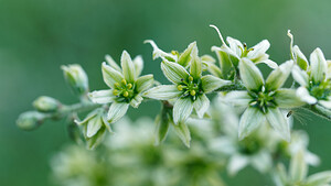 Veratrum album (Melanthiaceae)  - Vératre blanc, Varaire, Varaire blanc - Giant False-helleborine Savoie [France] 11/07/2020 - 1080m