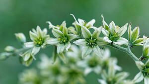 Veratrum album (Melanthiaceae)  - Vératre blanc, Varaire, Varaire blanc - Giant False-helleborine Savoie [France] 11/07/2020 - 1080m