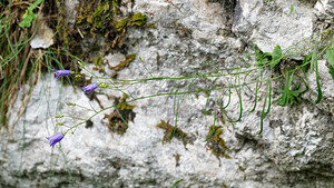 Campanula rotundifolia subsp. macrorhiza (Campanulaceae)  - Campanule à grosses racines Isere [France] 30/06/2022 - 970m